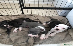 Staffordshire Bull Terrier dogs for sale: Black/ white/ grey staffies - Image 18