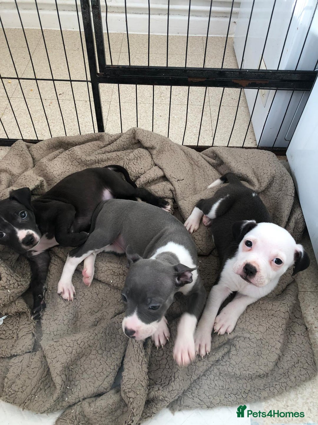 Staffordshire Bull Terrier dogs for sale: Black/ white/ grey staffies - Image 18
