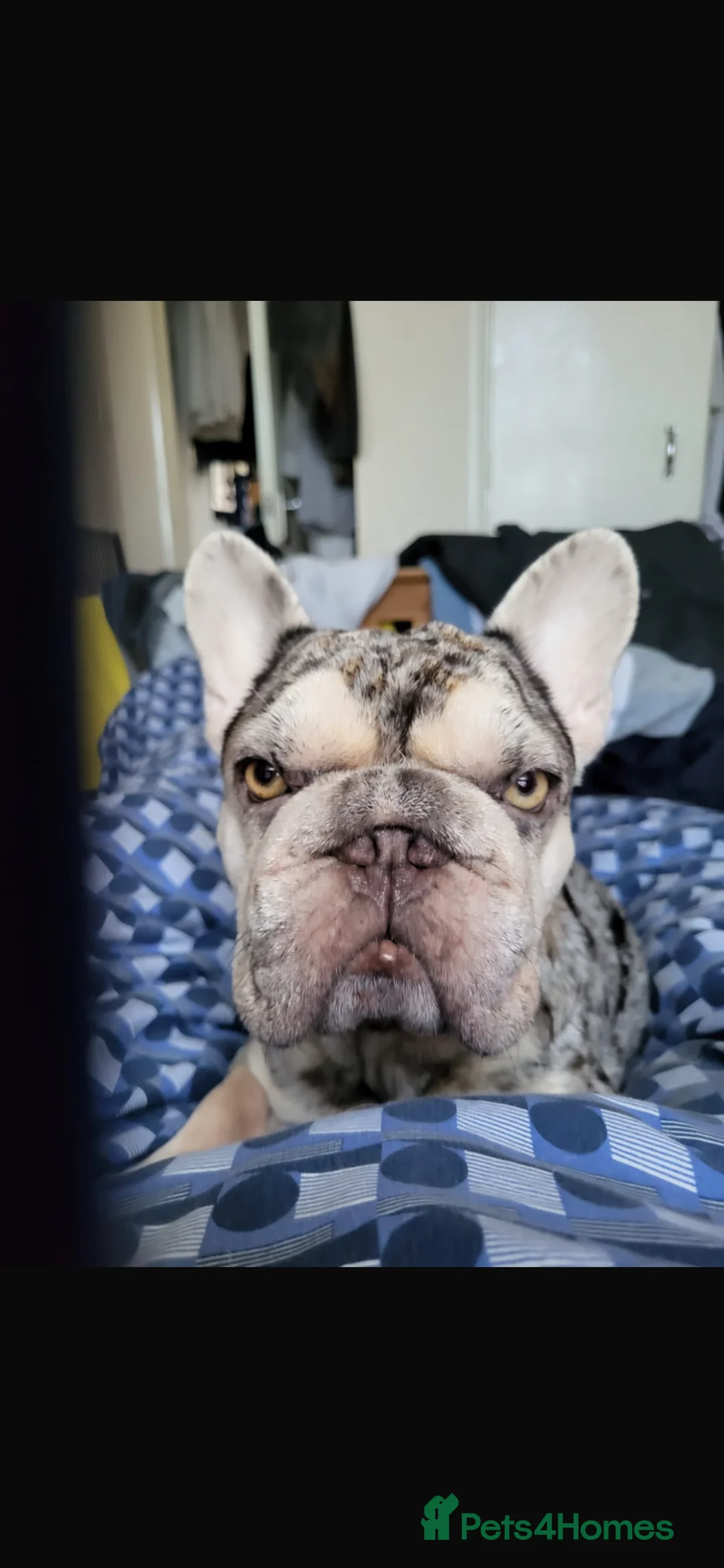 French Bulldog dogs for sale:  **  french bulldog puppy’s 1G 8B in Romford - Advert 10