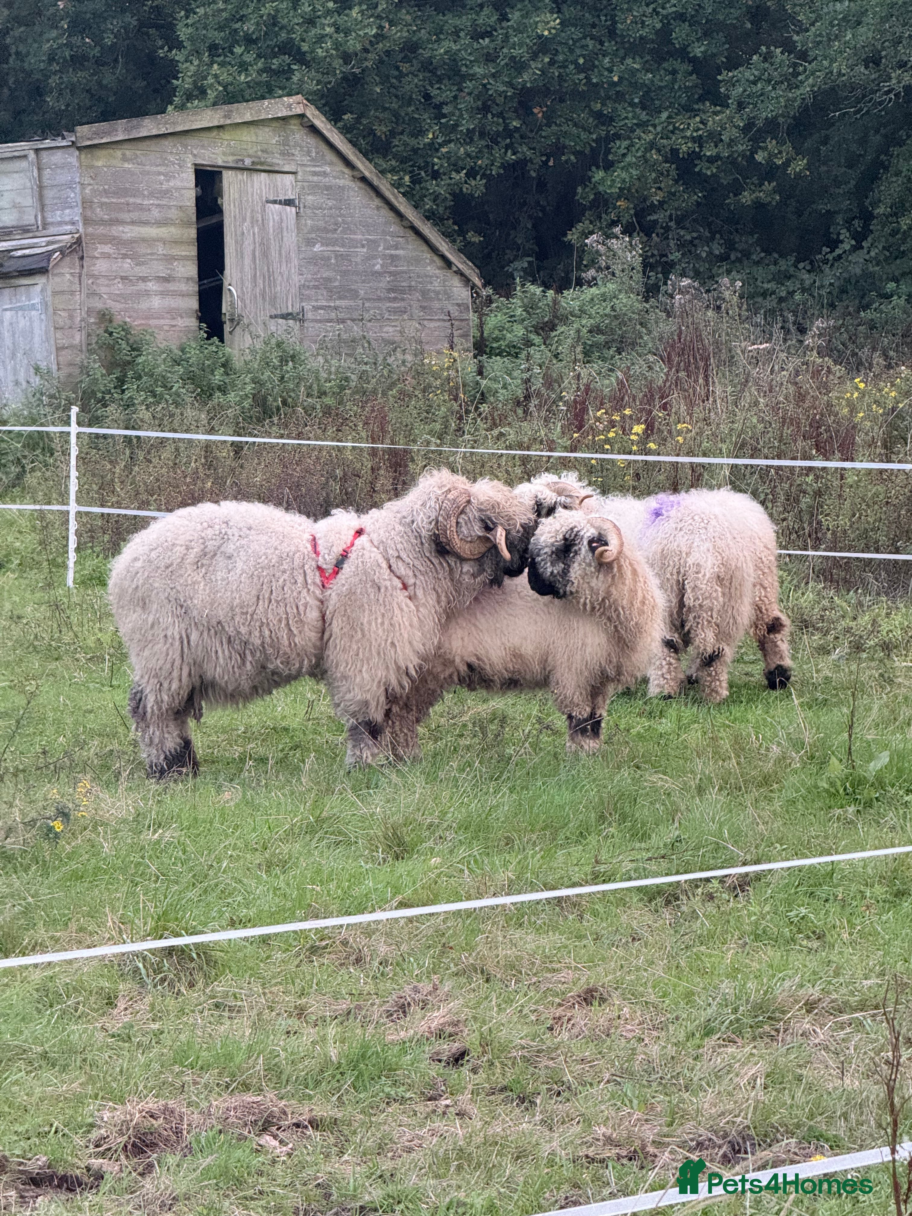 Sheep livestock In lamb pedigree VBN ewes & 2 running  in Fareham - Advert 13