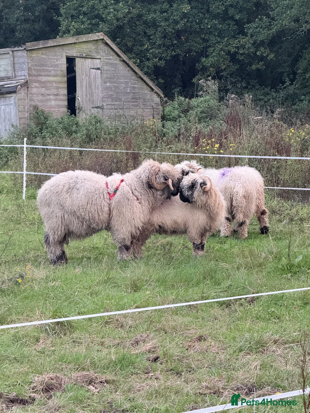 Sheep livestock for sale: In lamb pedigree VBN ewes & 2 running  in Fareham - Advert 1
