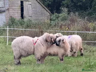 Sheep livestock In lamb pedigree VBN ewes & 2 running in Fareham - Advert 13