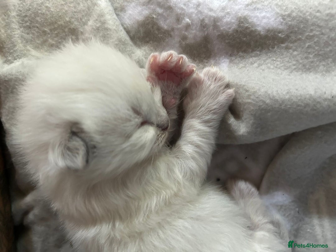 Ragdoll cats for sale: Stunning Ragdoll kittens. Champion line.  - Image 3