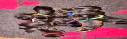 Mixed Breed dogs for sale: Border x Lakeland cross parson russel pups  in Gretna - Advert 2