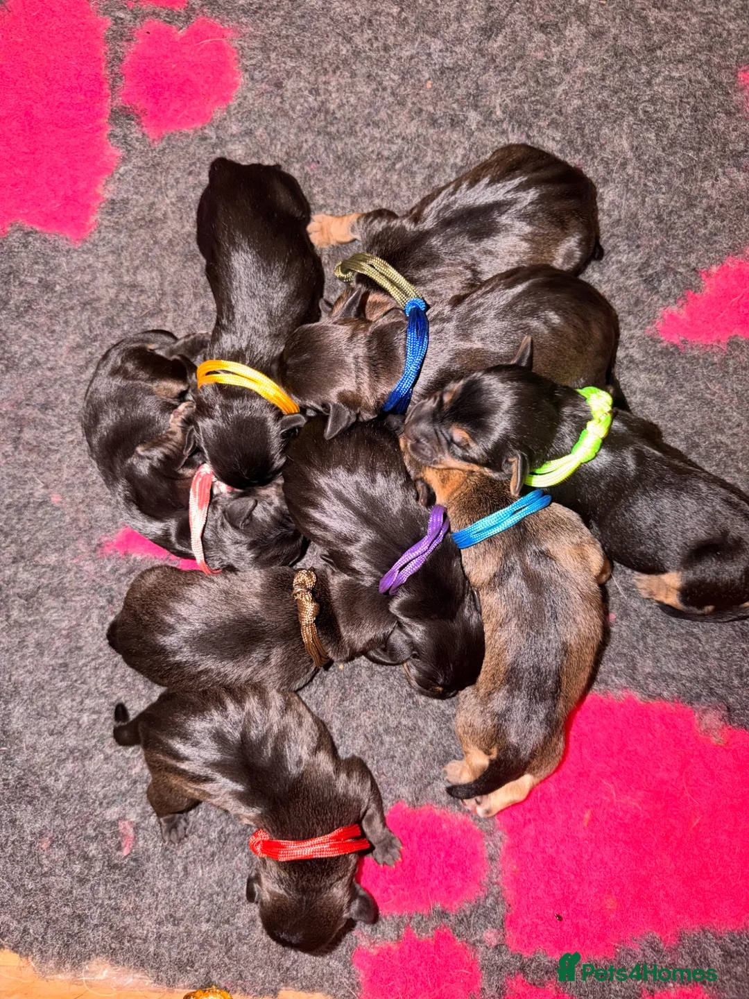Mixed Breed dogs for sale: Border x Lakeland cross parson russel pups  in Gretna - Advert 2