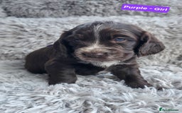 Cocker Spaniel dogs for sale: Exquisite Brown/White Working Cocker Spaniel Pups - Image 16
