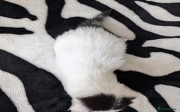 Mixed Breed cats for sale: Kittens  - Image 11
