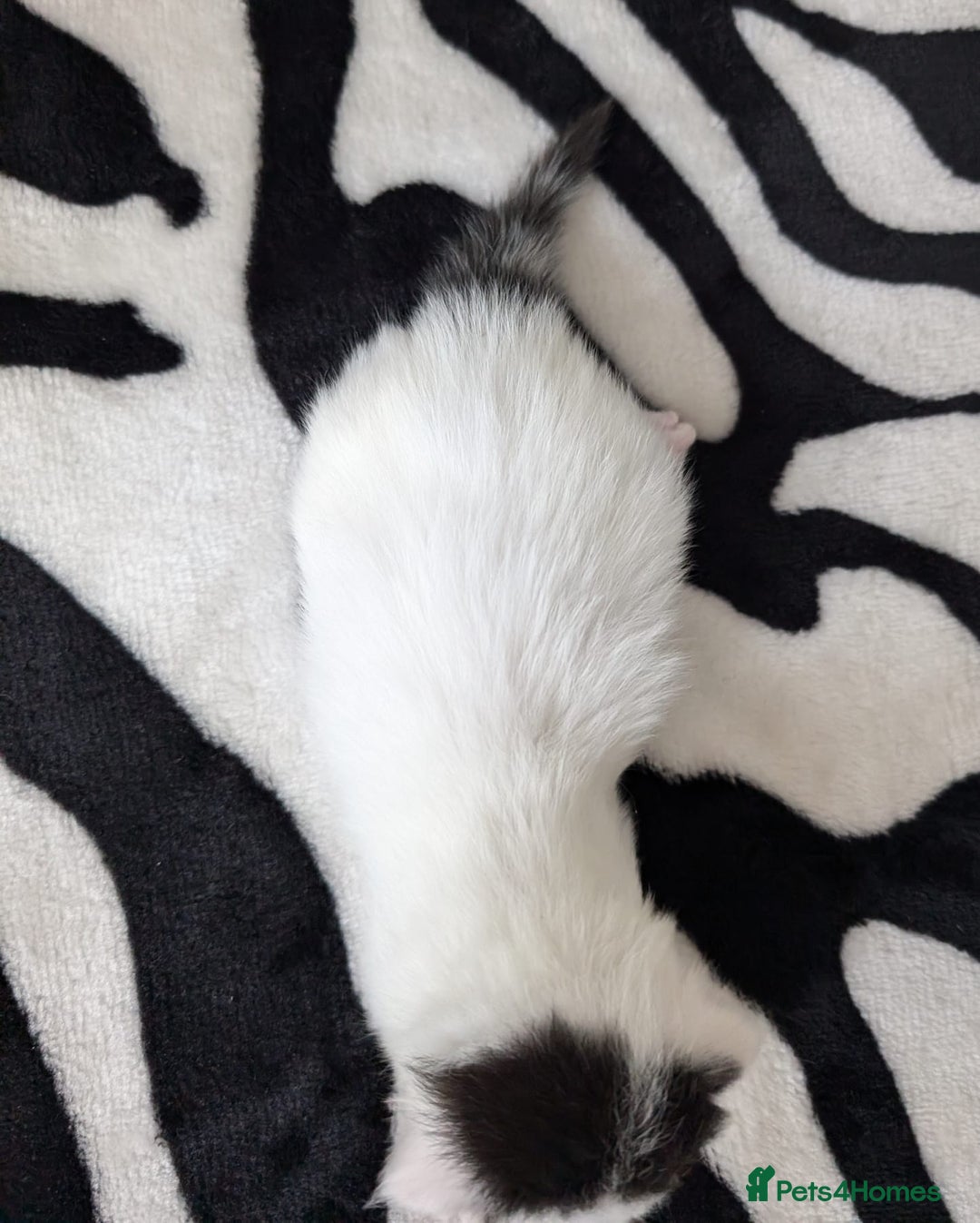 Mixed Breed cats for sale: Kittens  - Image 11