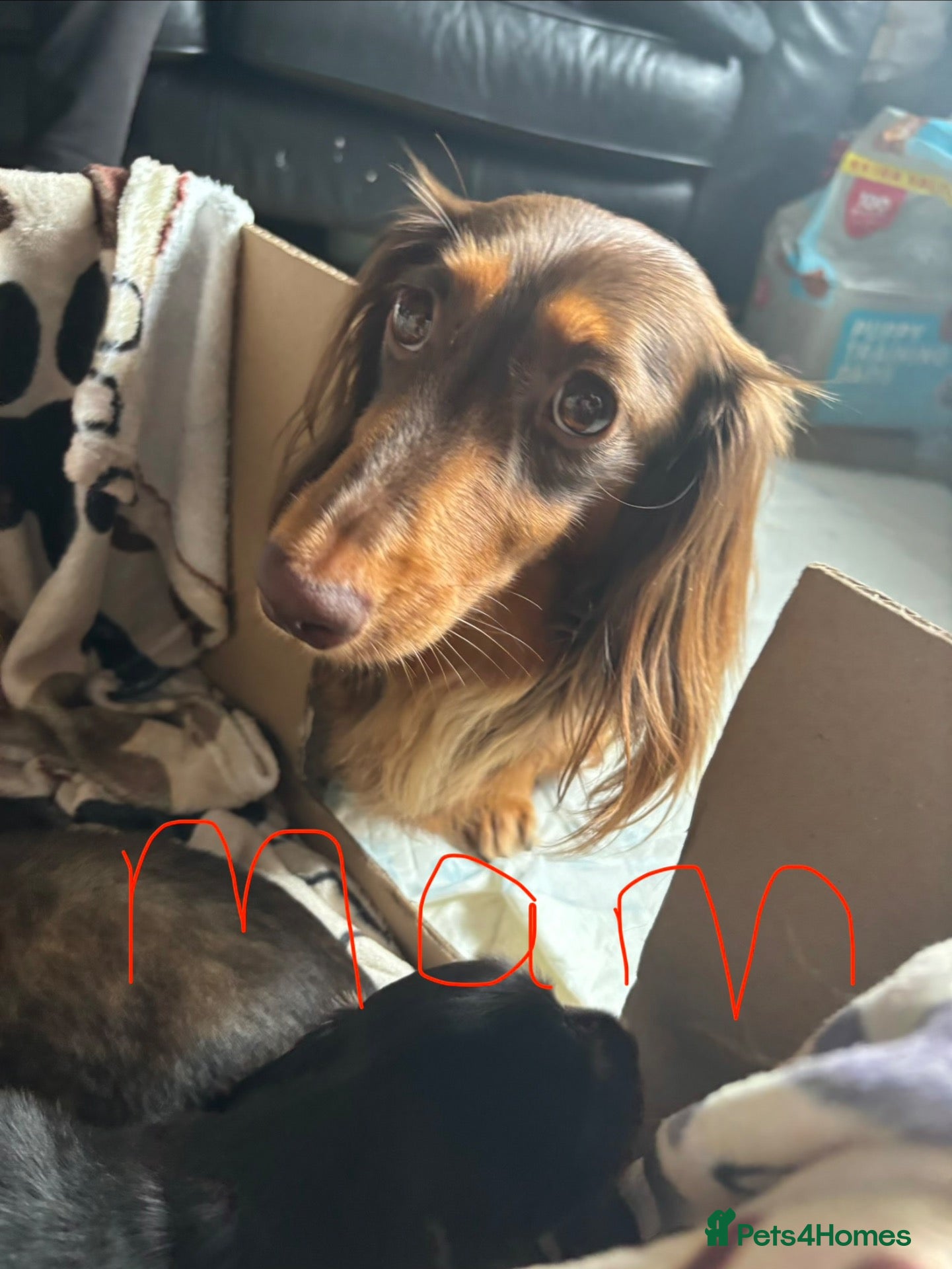 Miniature Dachshund dogs X3 Long haired beautiful, mini dachshunds 🏡 - Advert 9