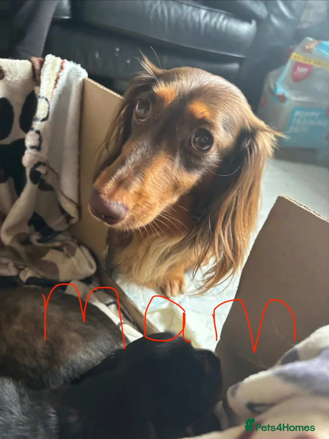 Miniature Dachshund dogs for sale: X3 Long haired beautiful, mini dachshunds 🏡 - Advert 1