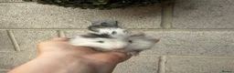 Guinea Pig rodents for sale: Gorgeous Guniea Pigs  - Advert 12