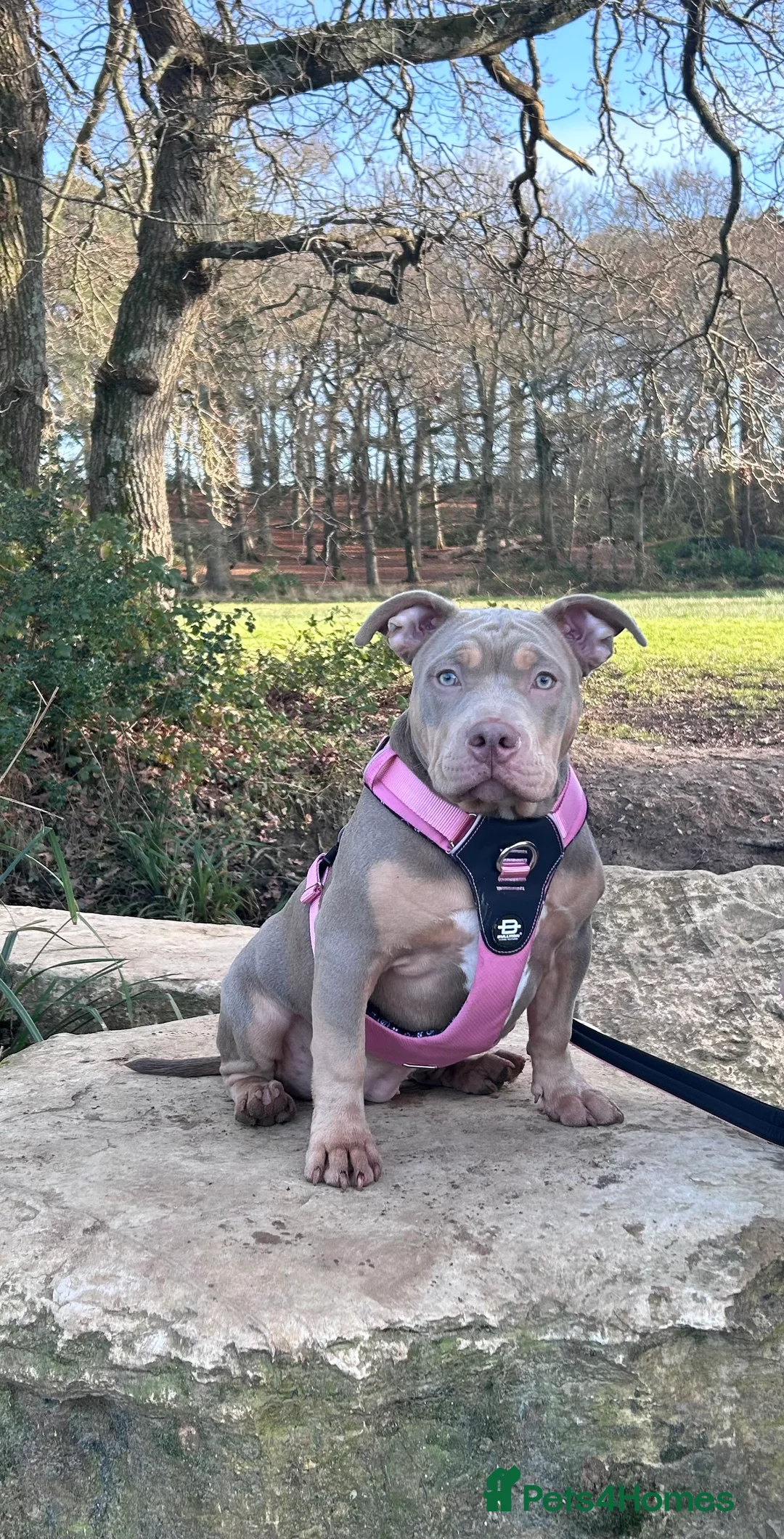 American Bully dogs for sale: Luna 6momth old pocket bully  - Advert 2