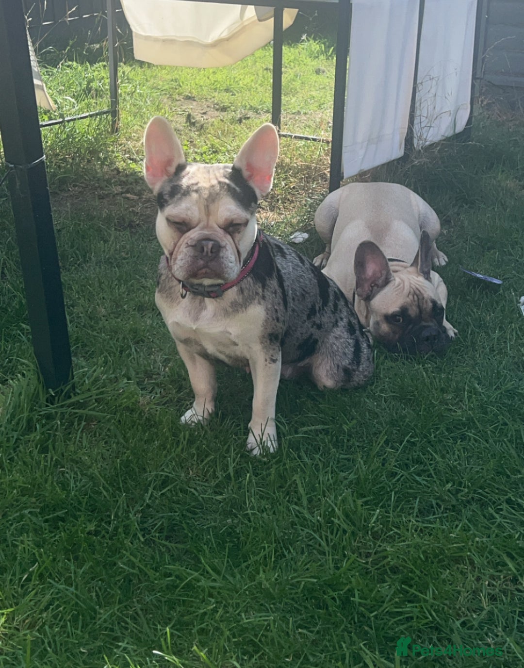 French Bulldog dogs for sale: 10 stunning coloured French bulldogs🐾 - Advert 13