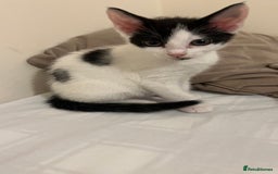 Mixed Breed cats for sale: 3 kittens for sale  - Image 7