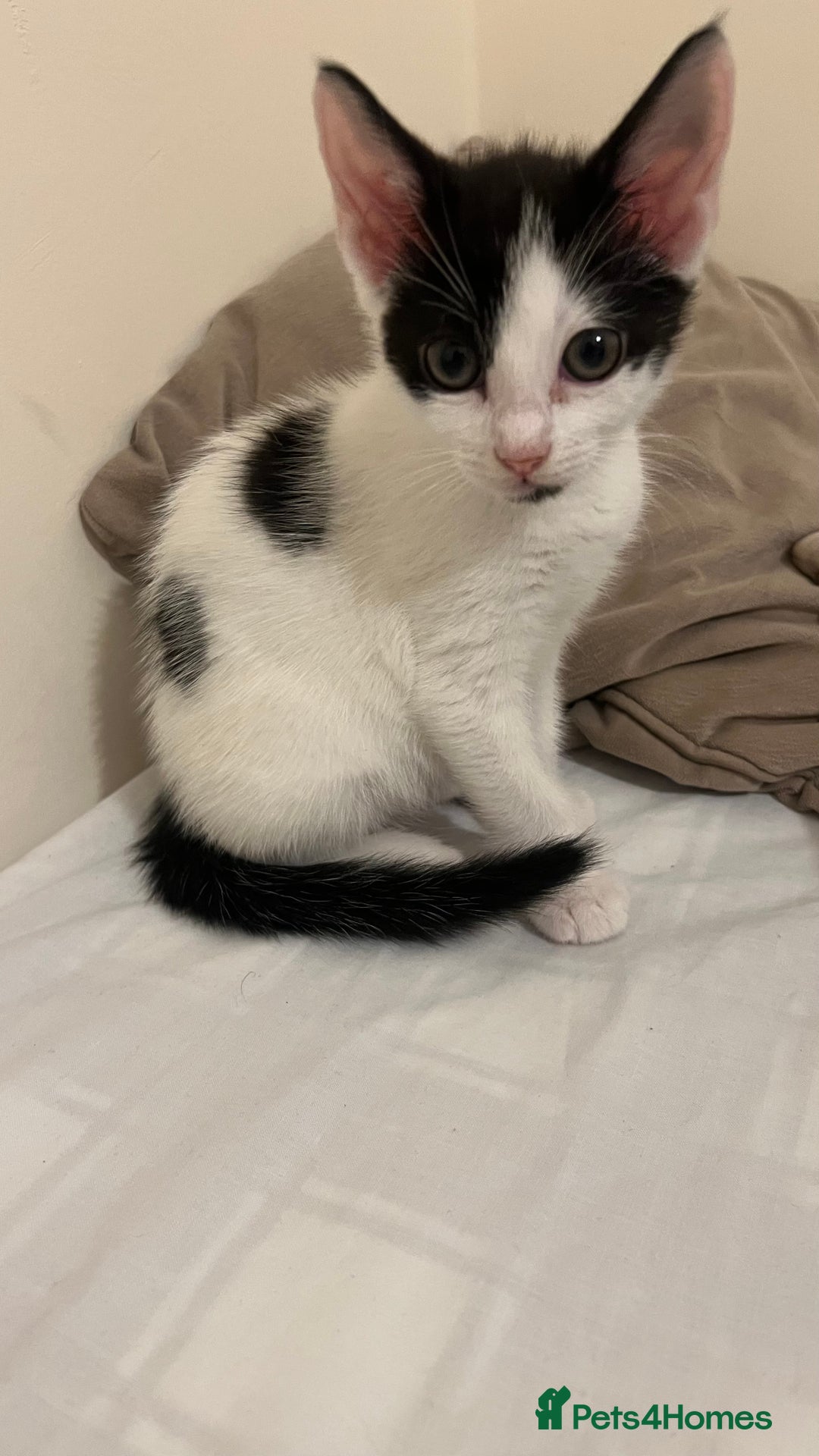 Mixed Breed cats for sale: 3 kittens for sale  - Image 7