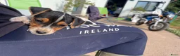 Jack Russell dogs for sale: Cracking Jack Russell puppies  in Newton Abbot - Advert 5