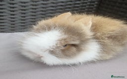 Lionhead rabbits for sale: 1 blue eyed white male left - Image 6