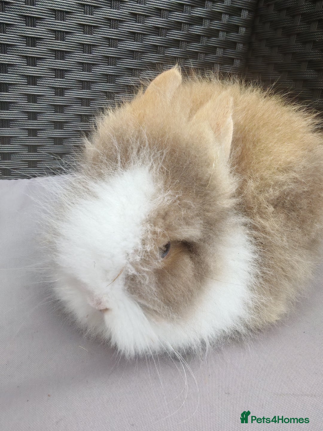 Lionhead rabbits for sale: 1 blue eyed white male left - Image 6