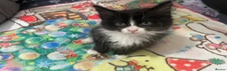 Mixed Breed cats for sale:  kittens 😸  - Advert 19