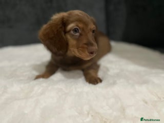Miniature Dachshund dogs Champion Longhaired Miniature Dachshund Puppies - Advert 10