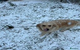 Golden Retriever dogs for sale: Pedigree kc registered beautiful golden retrievers - Image 4