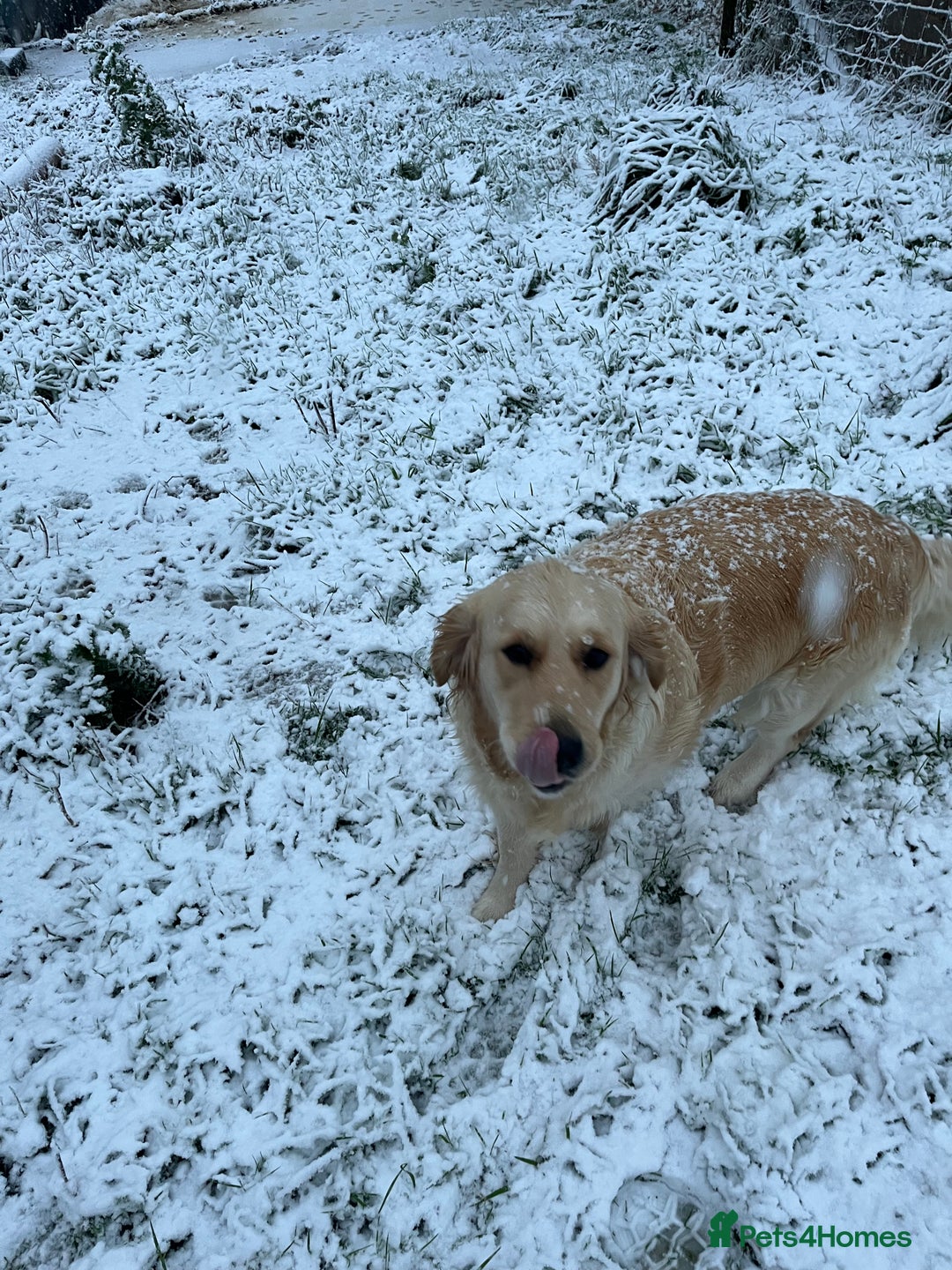 Golden Retriever dogs for sale: Pedigree kc registered beautiful golden retrievers - Image 4
