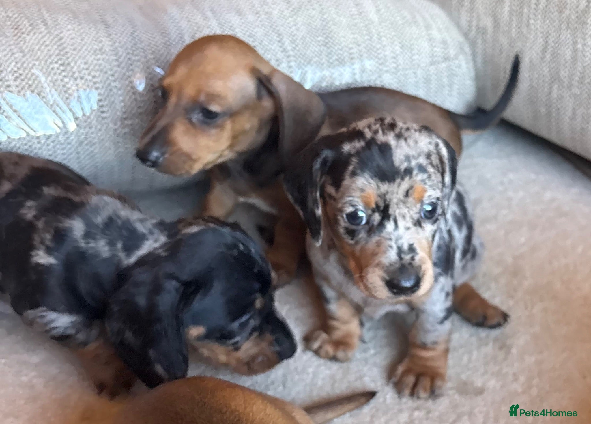 Miniature Dachshund dogs Miniature dachshunds - Advert 1