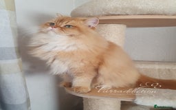 British Longhair cats for sale: Last Cinnamon Golden Shaded boy - Advert 1