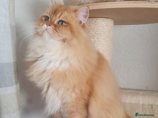 British Longhair cats - Advert 10