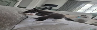 British Shorthair 3