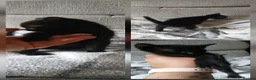 Mixed Breed cats for sale: 3 beautiful burmese X kittens  in Ilkley - Advert 14