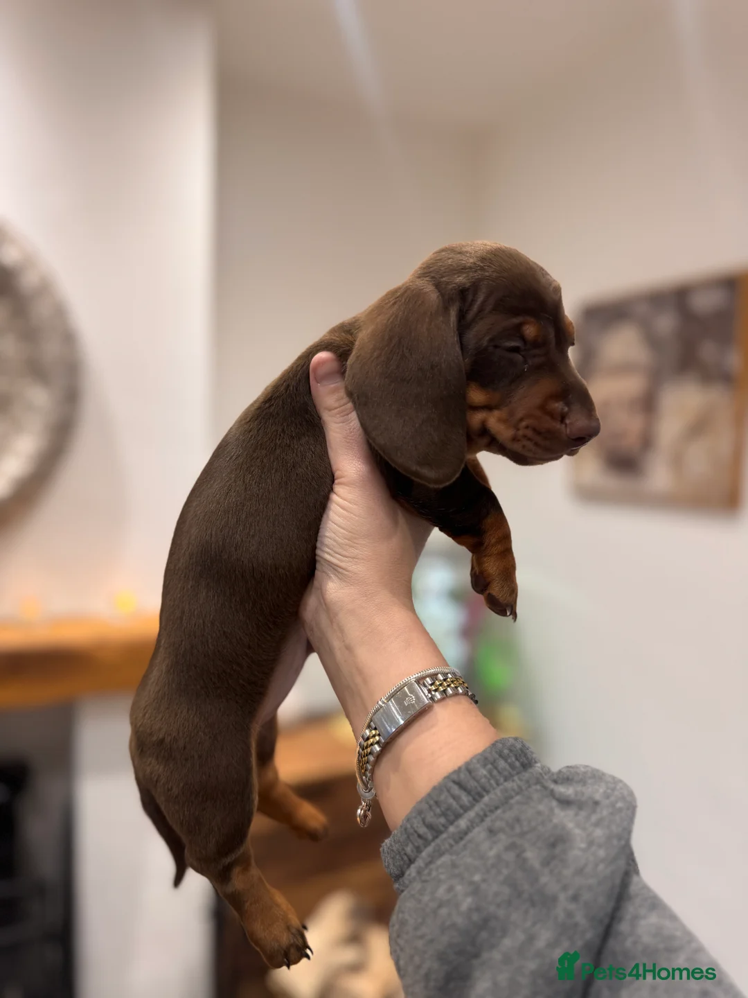 Miniature Dachshund dogs for sale: Miniature dachshund  - Advert 12