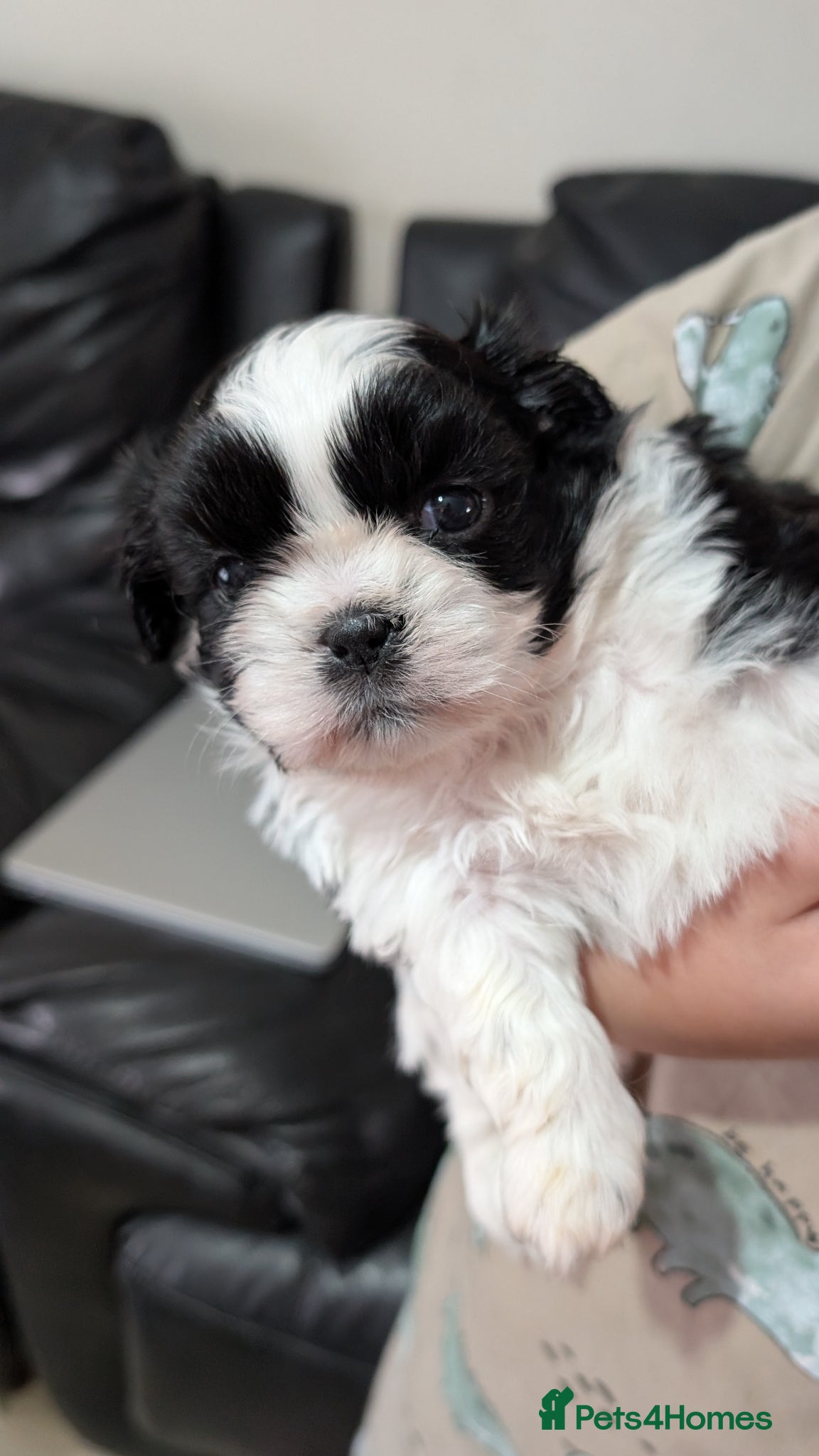 Shih Tzu dogs Only one girl KC reg Shih Tzu puppy available  - Advert 2