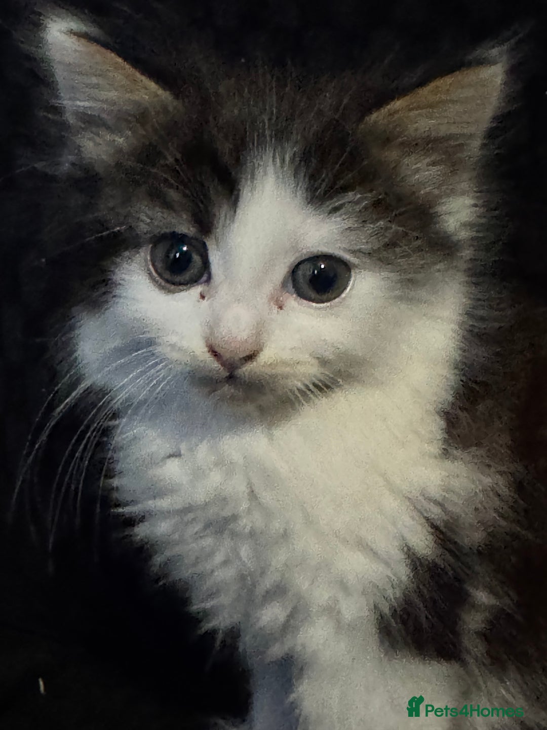 Mixed Breed cats for sale: Part Maine coon kittens - Advert 18