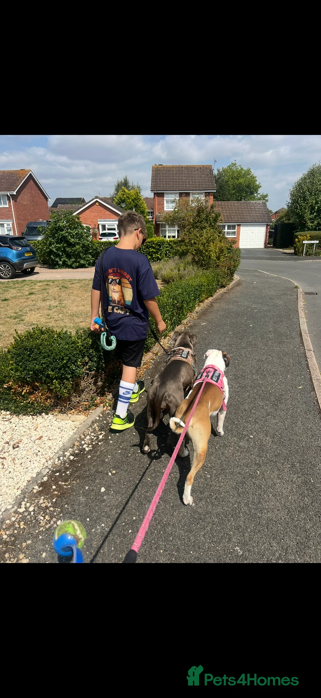 American Bully dogs for sale: American bully classic puppies for sale  - Advert 14