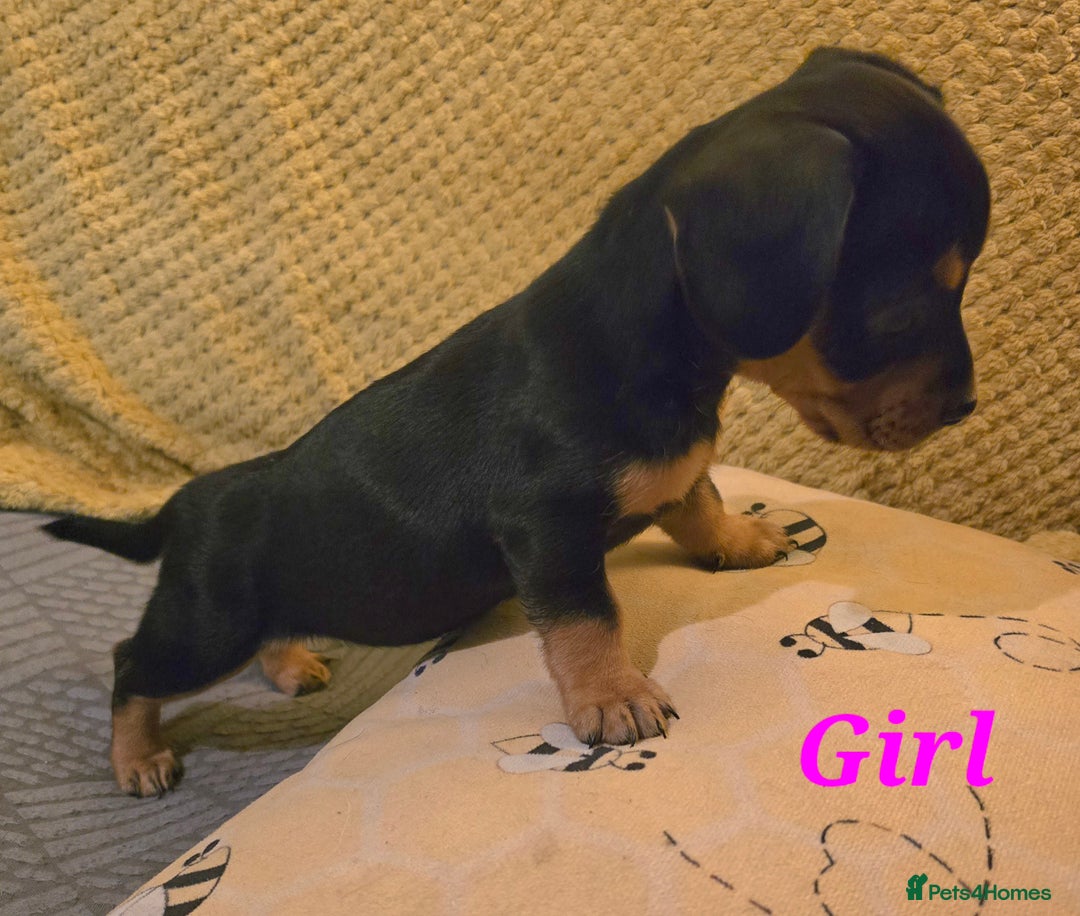 Mixed Breed dogs for sale: Frenchie x Miniature dachshund  - Advert 9