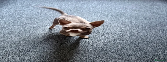 Pablo 