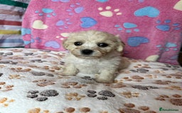 Cavachon dogs for sale: Beautiful Litter of Cavachon Puppies - Image 3