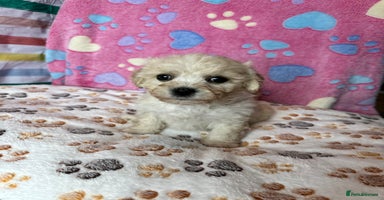 Cavachon dogs - Advert 12