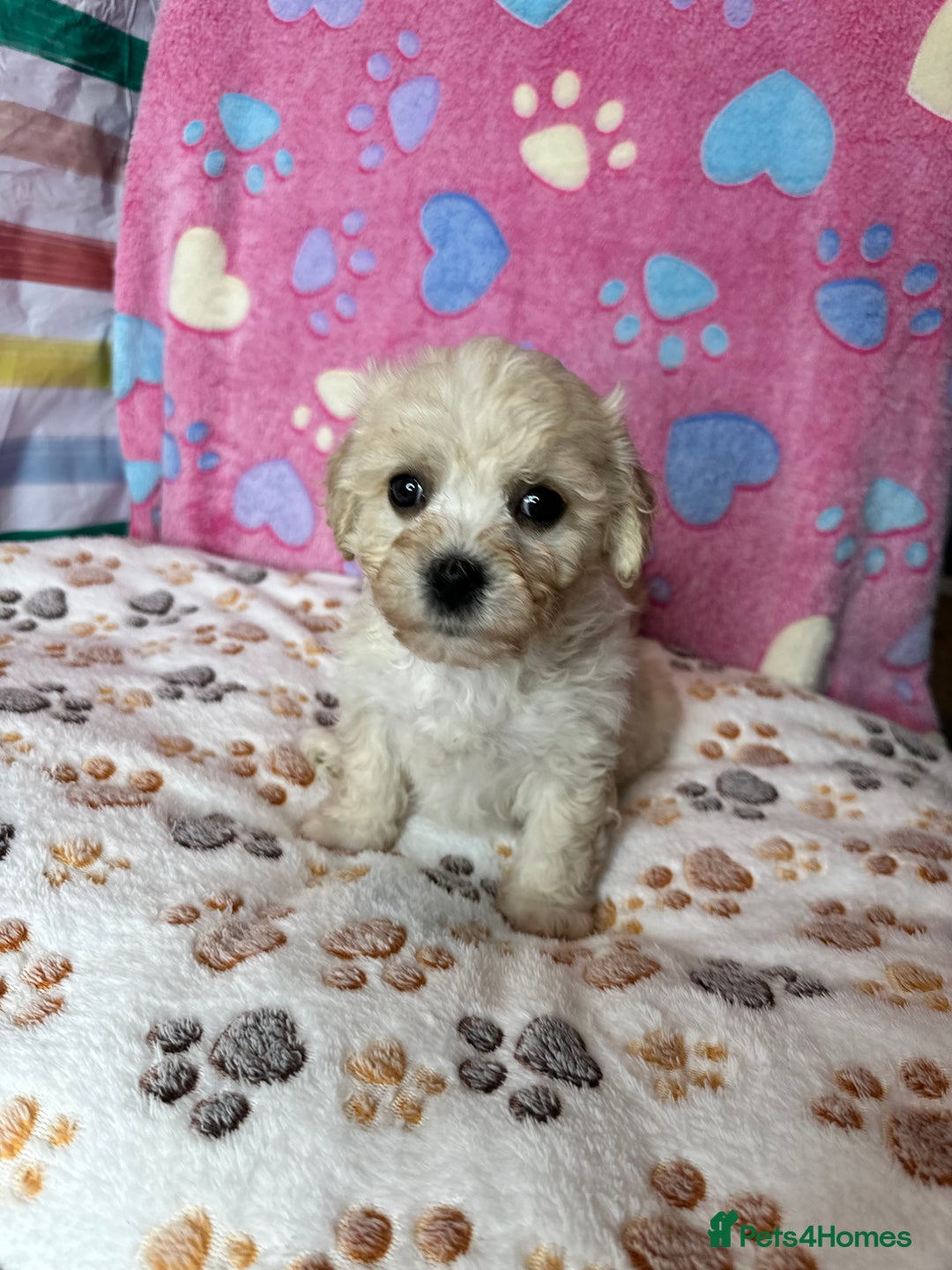 Cavachon dogs for sale: Beautiful Litter of Cavachon Puppies - Image 3
