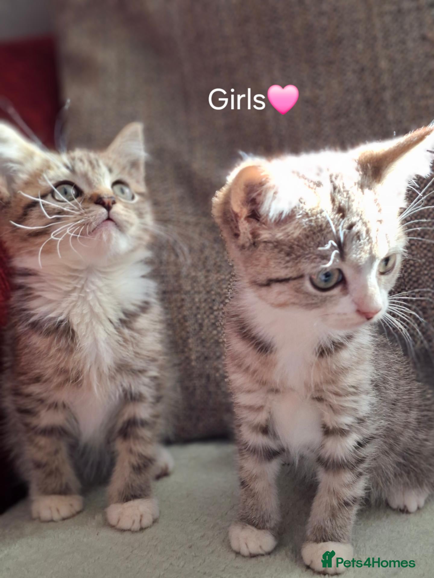 British Shorthair cats Gorgeous kittens! - Advert 3