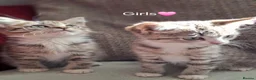 British Shorthair cats for sale: Gorgeous kittens! - Advert 1