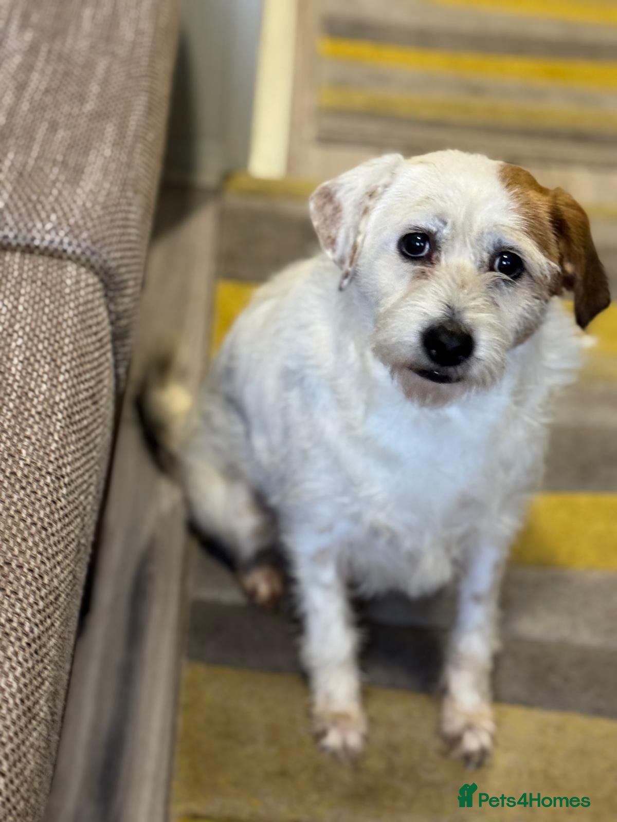 Mixed Breed dogs Cute girl Pepsi looking for love - Advert 2