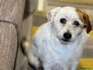 Mixed Breed dogs Cute girl Pepsi looking for love - Advert 3