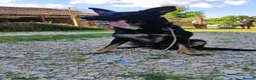 Mixed Breed dogs for adoption: Ayla, 2-3 yrs old. Available for adoption. in Brixham - Advert 4