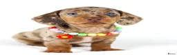 Miniature Dachshund dogs for sale: Quality Miniatures Dachshunds  in Liverpool - Advert 7