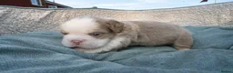 French Bulldog dogs for sale: RARE FLUFFY FRENCH BULLDOGS | 5KC REG | DNA CERT - Advert 22