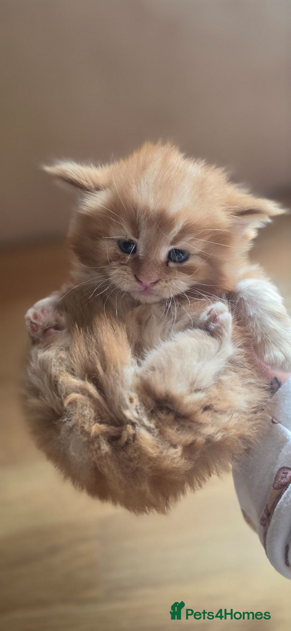 Maine Coon cats Top Quality Mainecoon kittens 😸 🥰😍 - Advert 2