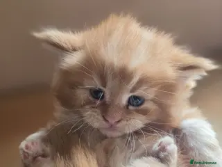 Maine Coon cats Top Quality Mainecoon kittens 😸 🥰😍 - Advert 2