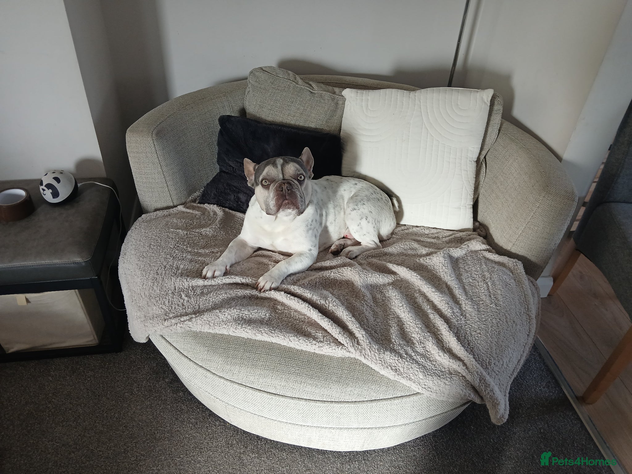 French Bulldog dogs Affectionate French Bulldog - Loving Home Needed - Advert 2